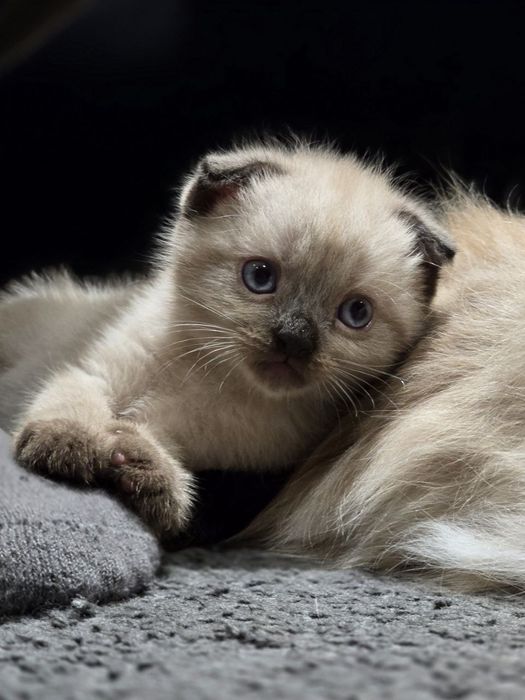 Кот  в орасе колор- пойнт