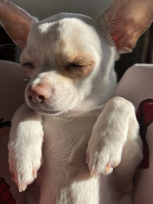 Чіхуа шукає наречену