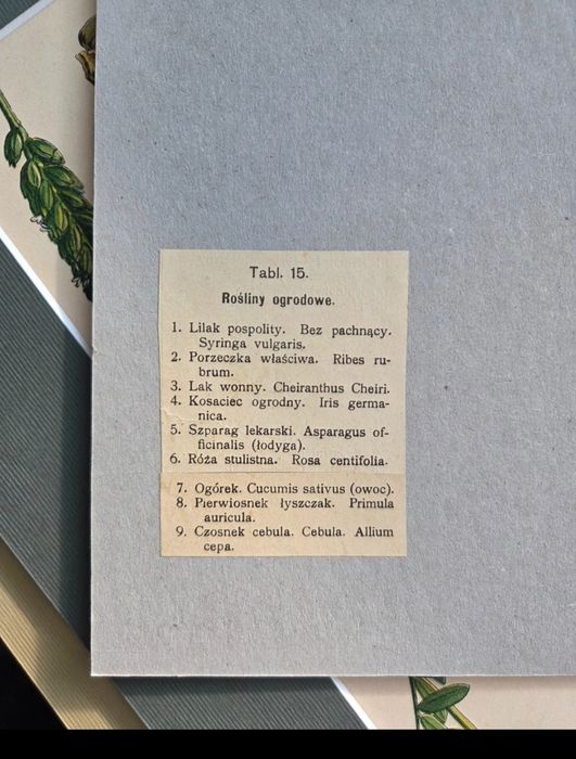 Litografia z początku XX wieku