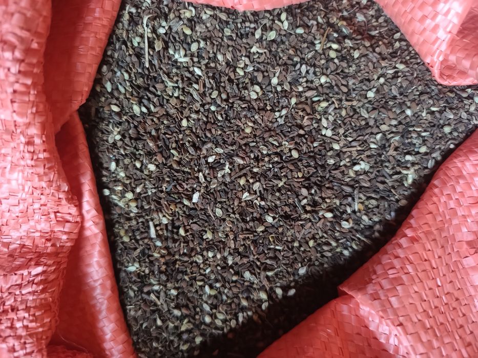 facelia wyka owies mieszanka pług gruber