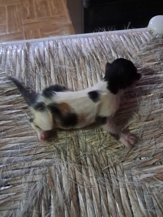 Gatinhos para adopção responsável