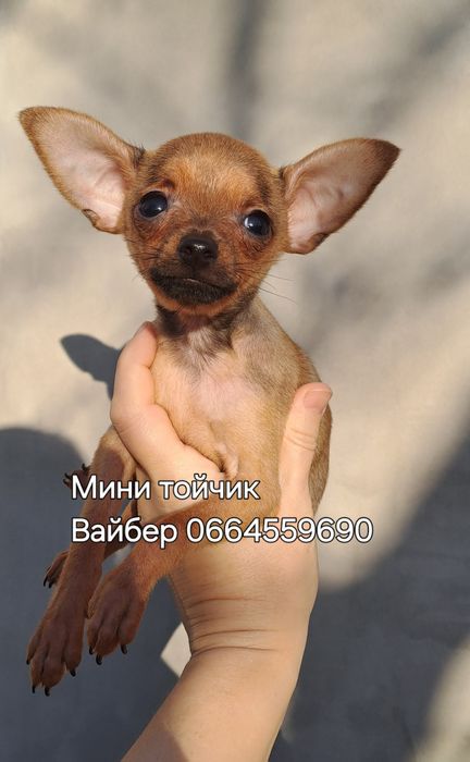 Охрана для кармана!