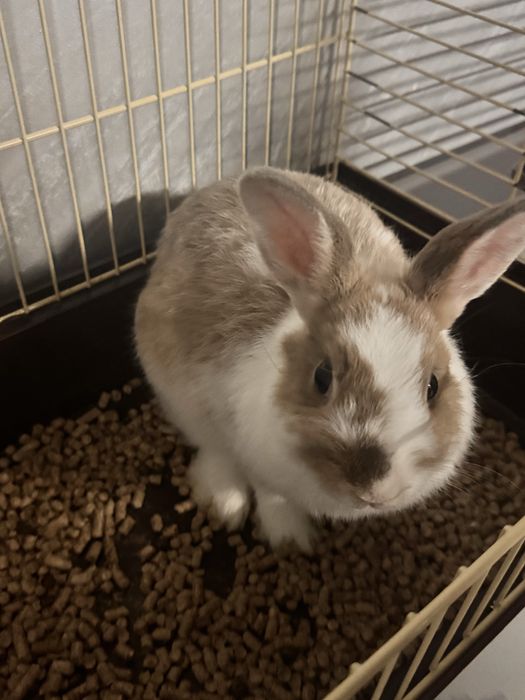 Кролик декоративний відам безкоштовно