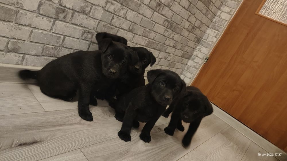 Oddam ZA DARMO pieska mix owczarek niemiecki i labrador