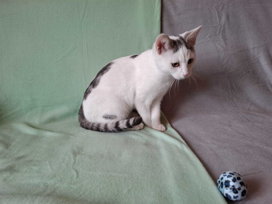 Wspaniały dwupak szuka domu