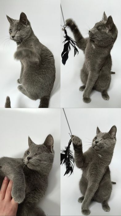 Пепельный котенок