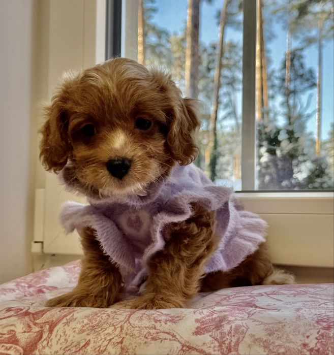 Мальтіпу ф1- карамельна дівчинка