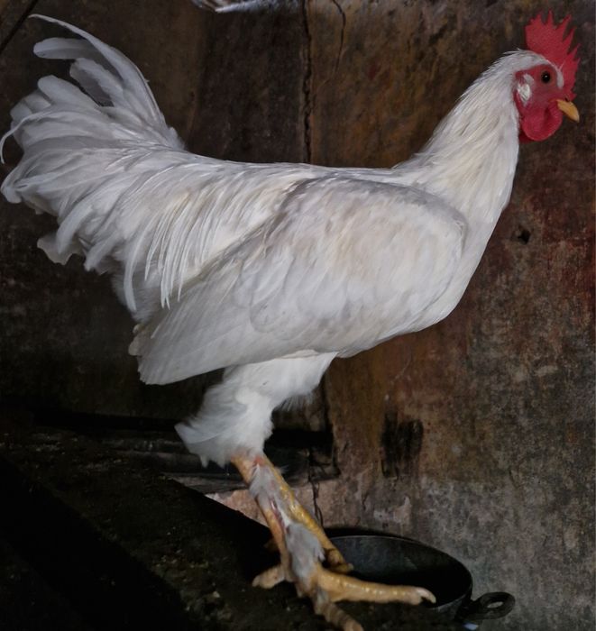 Frangos troco por frangas ou pintos fêmea  ou por saca comida  Arredores E Faro ligue pra mim sffs