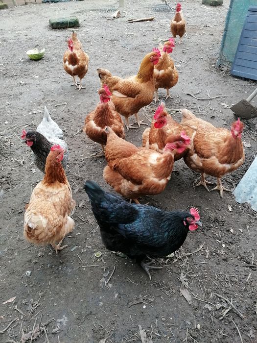 Galinhas de várias raças