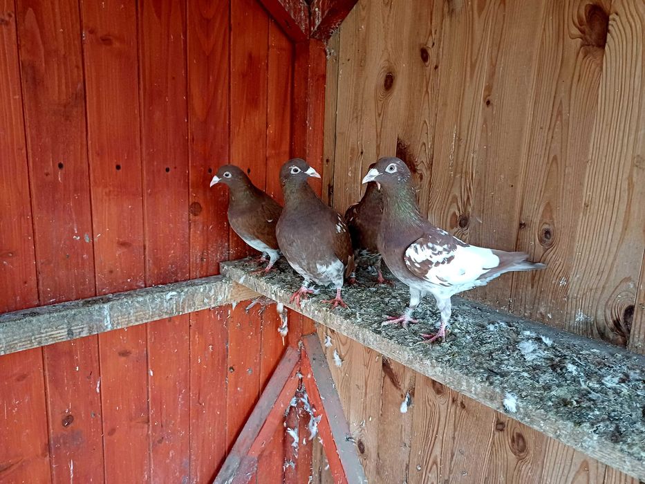 Gołebie mulemansy tygrysy pocztowe