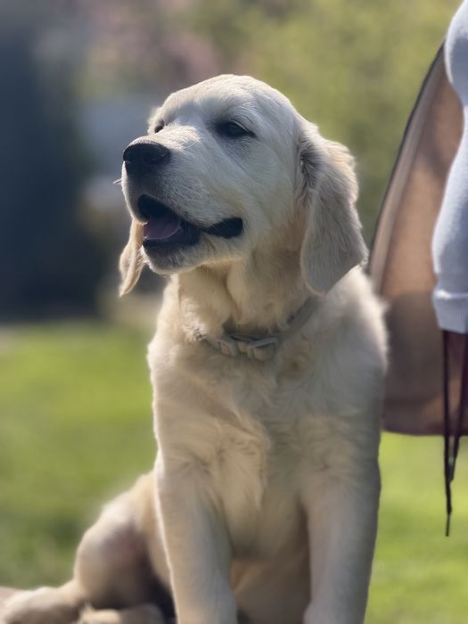 Golden Retriever FCI szczeniak