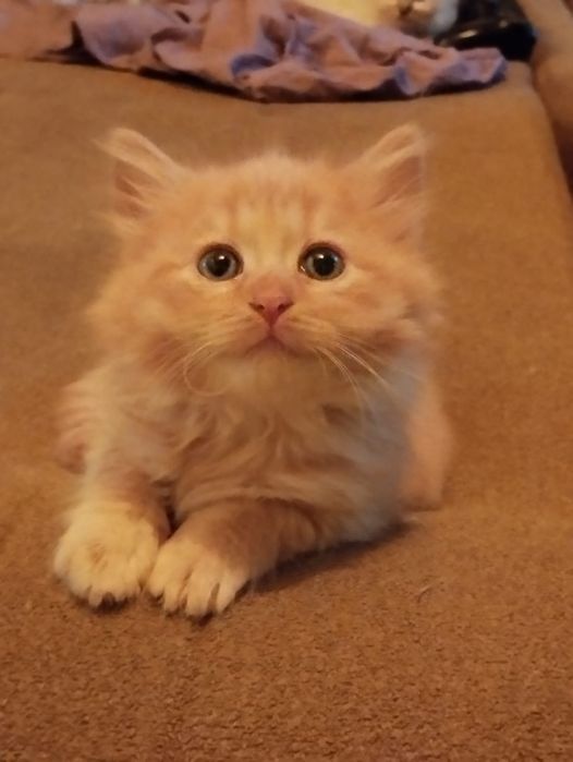 Ostatni wolny kocurek syberyjski