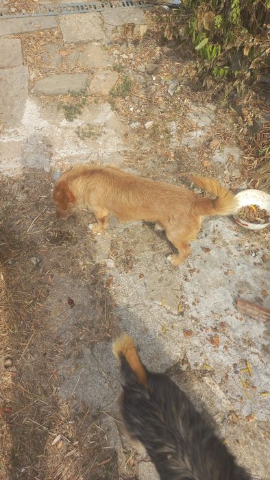Cães meigos para doar