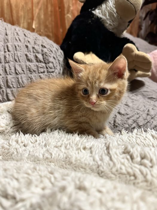 Віддам кошенят, в хороші руки!