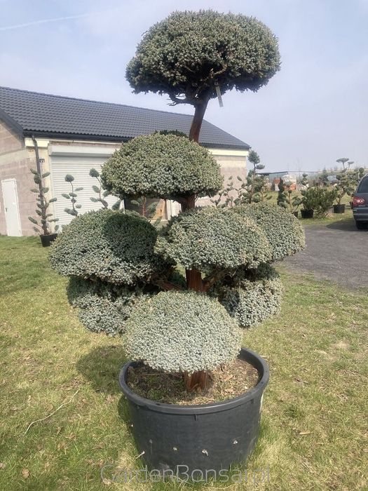 Donica Bonsai - Juniperus squamata "MEYERI"-180 cm-Duże kule