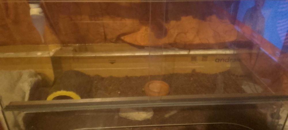 Terrariu dla żółwi