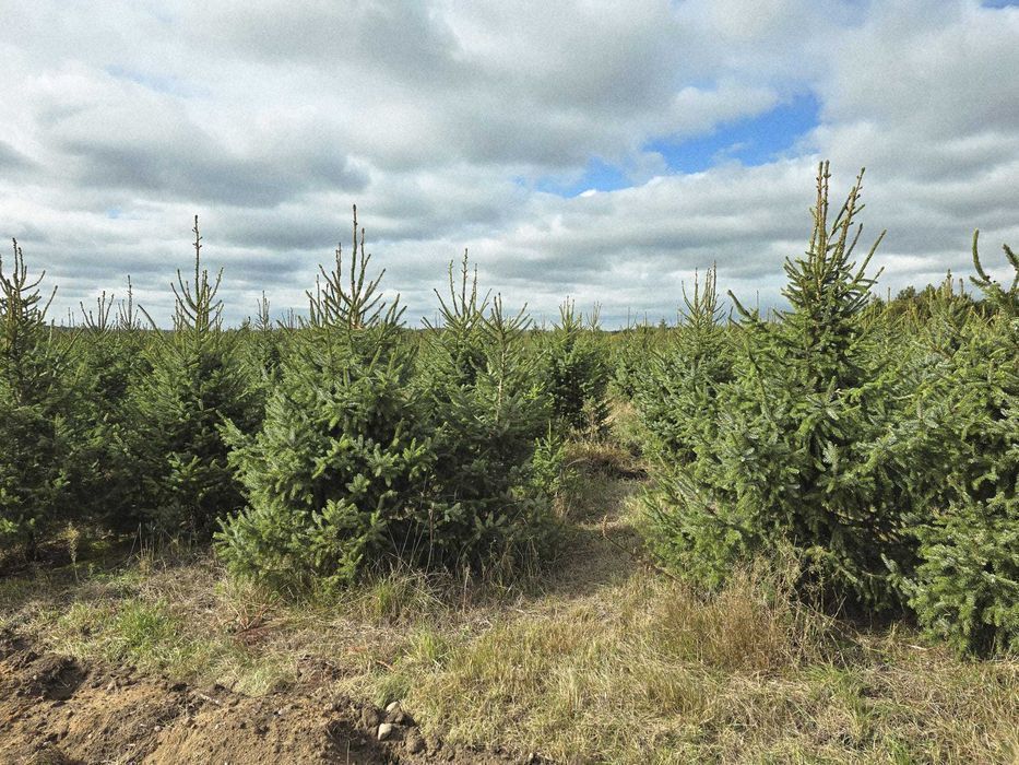 Świerk serbski, Picea OMORICA wys.200-230cm Usługa sadzenia