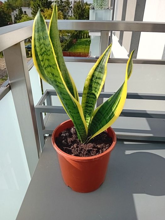 Sansewieria wężownica języki teściowej