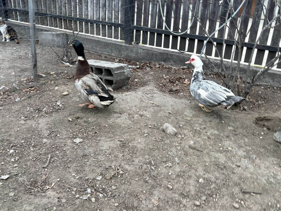 Sprzedam parkę kaczek