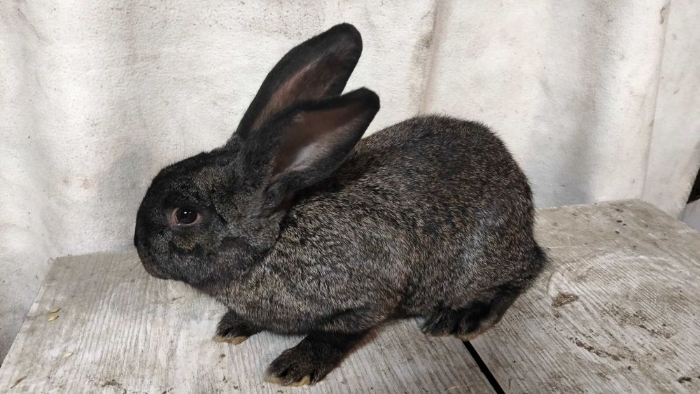 Króliki samice i samce