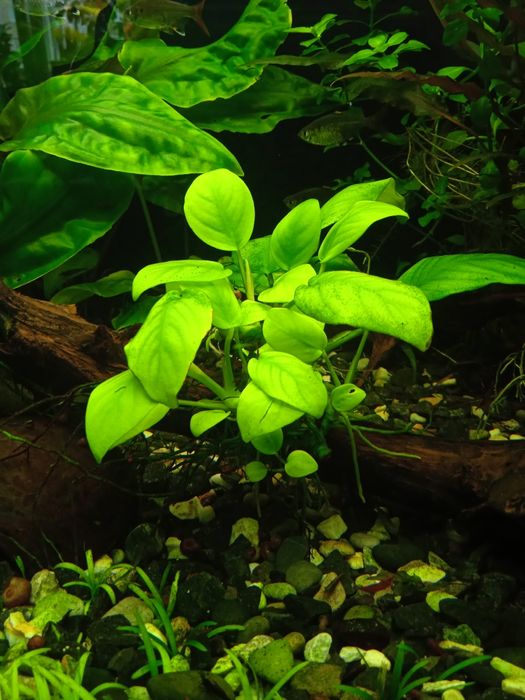 Акваріумні рослини