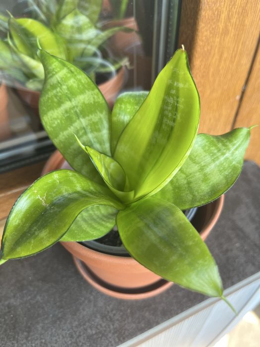 Сансевиерия Хани Філіпинка