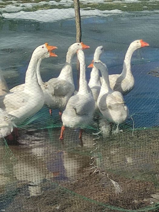 Гуси молоді,домашні,пара 1300.