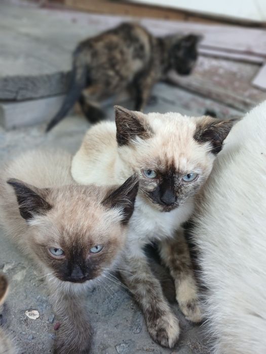 Відам кошенят друзів