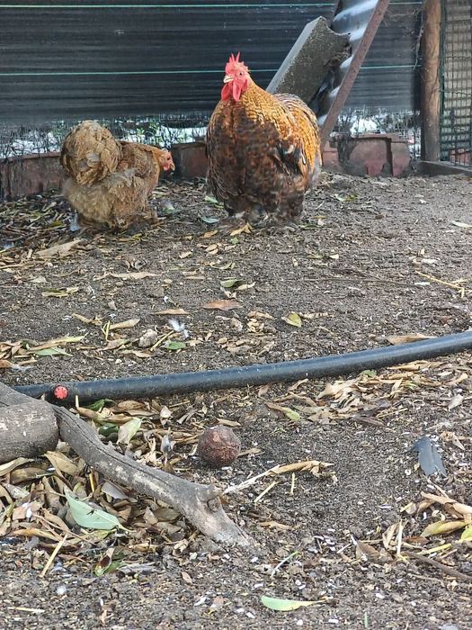 Casal de Pekin Perdiz