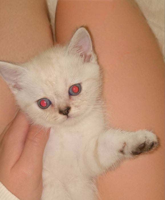 Шотландські кошенята