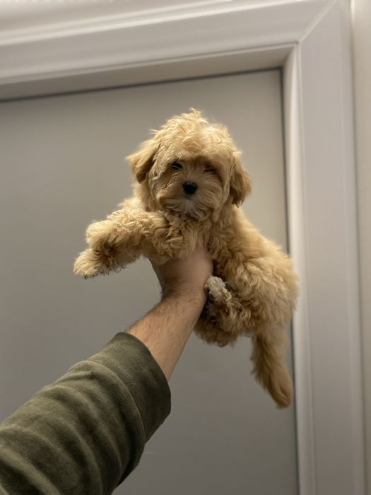 Гарні немовля мальтіпу