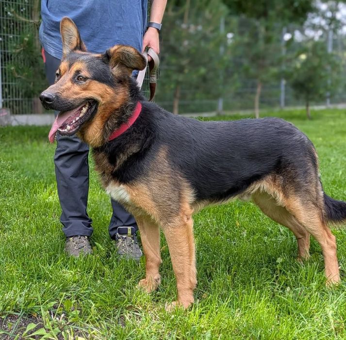 Tomsen wielkouchy psiak do adopcji