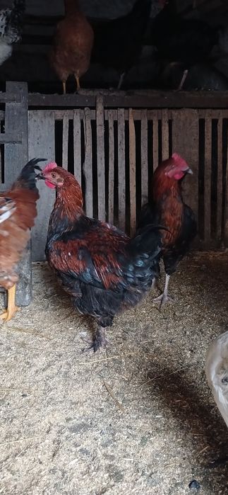 Продам питухів породи  Марана