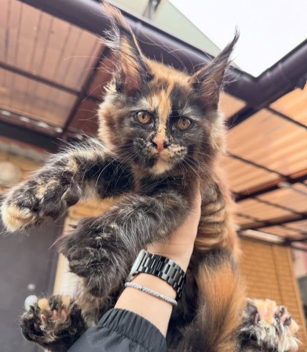Котята мейн-кун на продажу