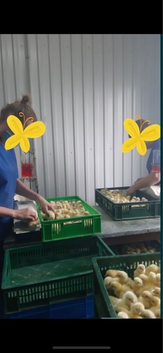 Добові курчата бройлер КОББ-500