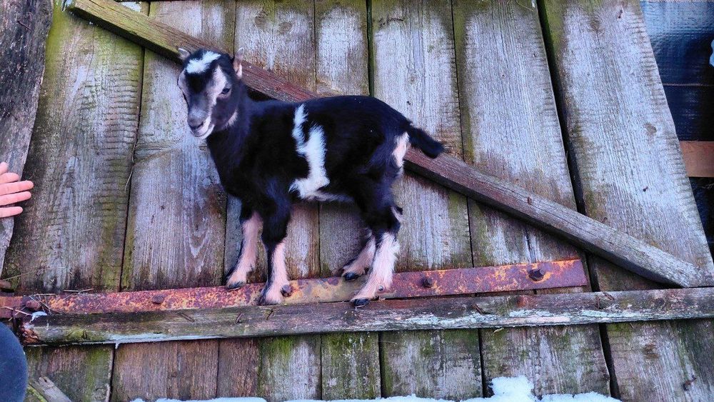 Продам віддам козочок