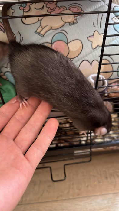 Szczurki do adopcji