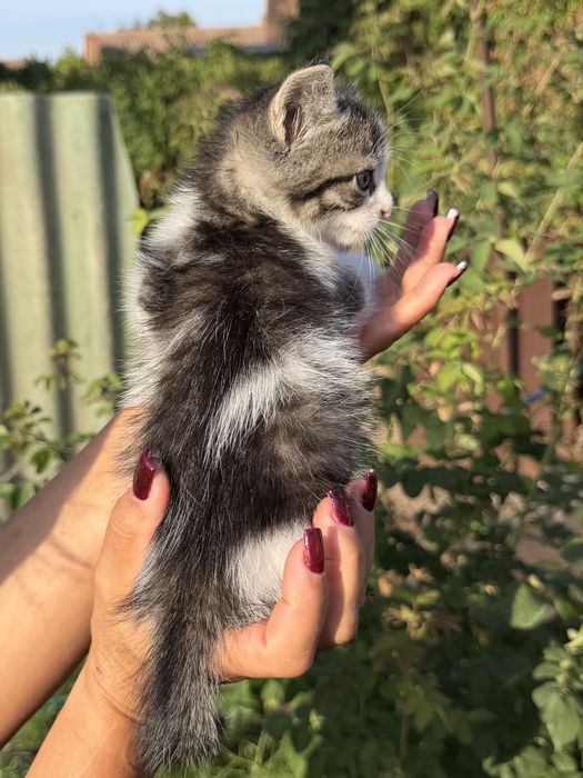 Віддамо кошеня у добрі руки