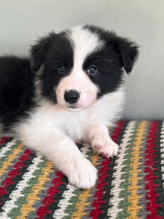 Piękne szczenię Border Collie po matce z linii wystawowej