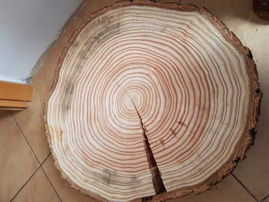 Plastry drewna daglezja duże 55 cm