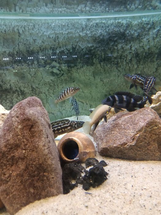 Neolamprologus tretocephalus tanganika