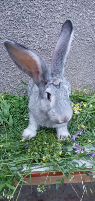 Продам кроликов разных пород