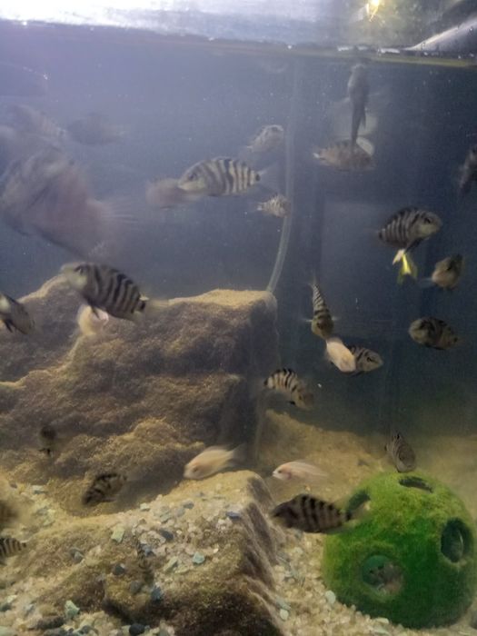 Цихліди Cuchlid рибки, акваріумні рибки ,хижаки Бучач.