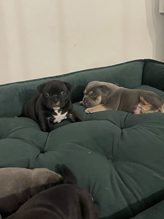 Piesek American Bully Pocket