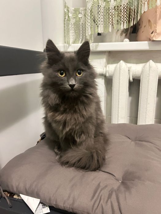 Віддам котеня,5 місяців