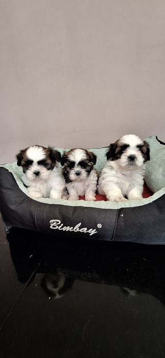 Shih Tzu suczki.
