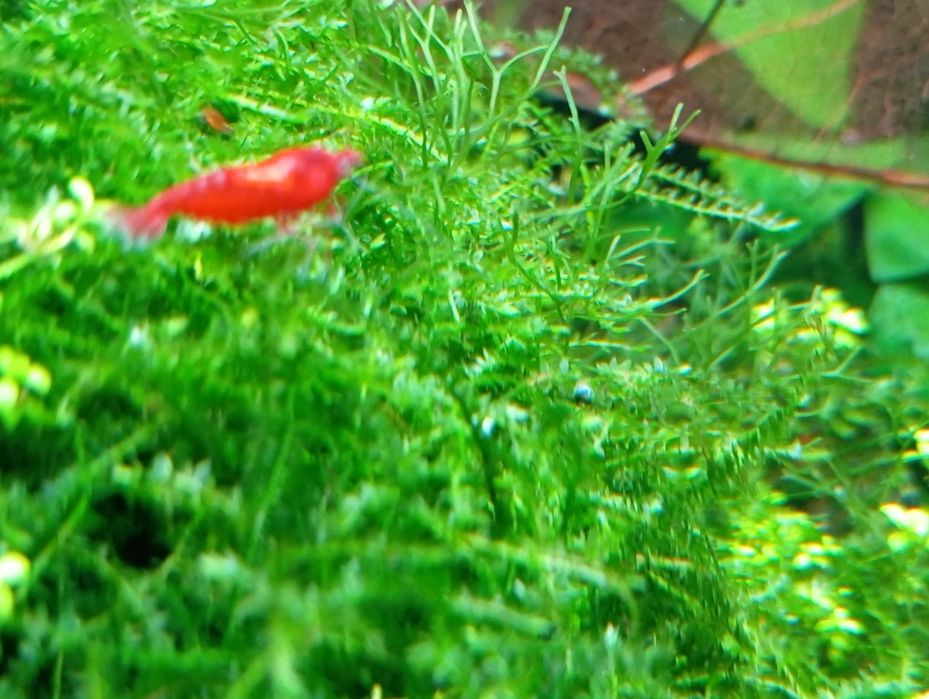 Neocaridina Red Saqura