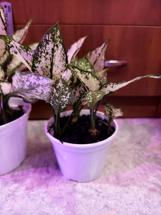 Комнатное растение агалогема White