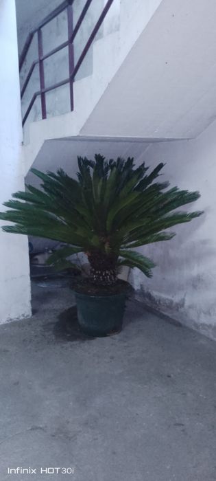 Planta cyca revolte