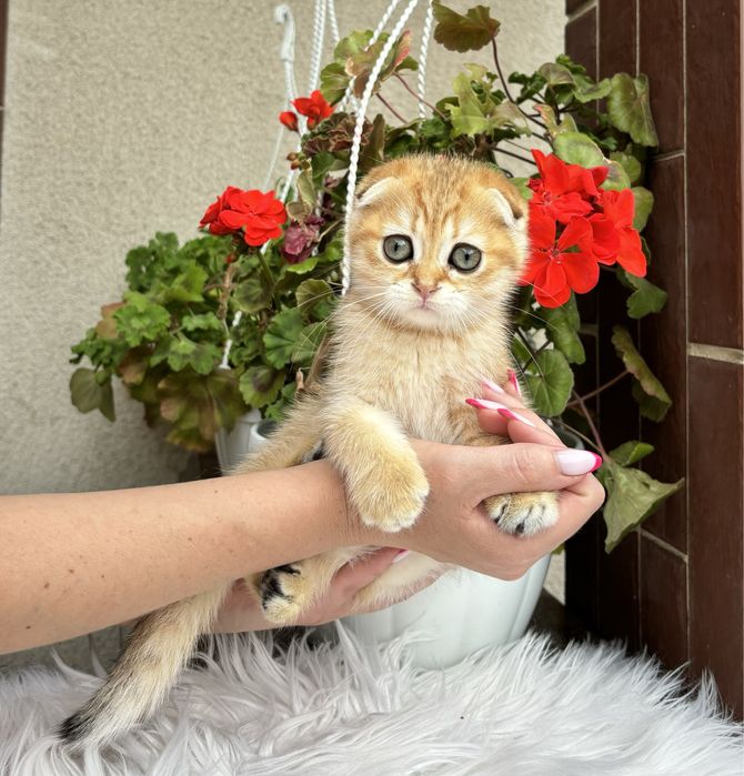 Хлопчики висловушки дуже милі кошенята!